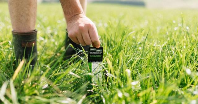image of farmer measuring pasture growth using yard stick