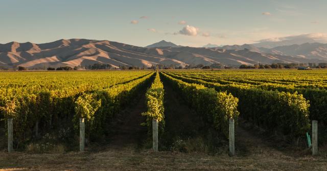 image of vineyard infront of mountains
