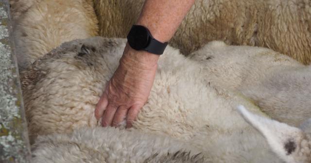 image of a hand body condition scoring a sheep