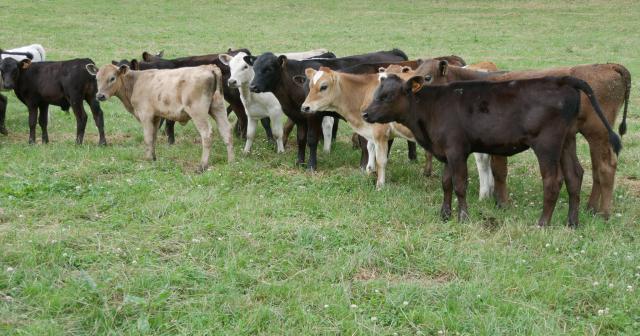 image of Dairy Beef herd