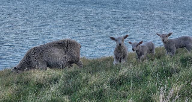 ewe triplets