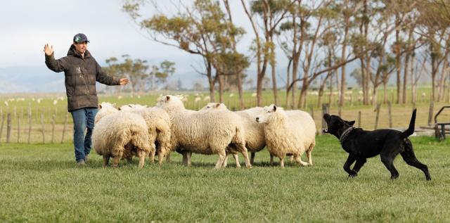 Shepherd