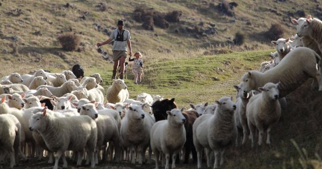 image of man with young girl herding sheep