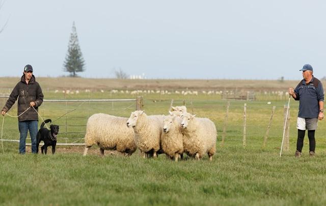 Shepherd field day