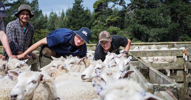 image of cadets working in sheep yard