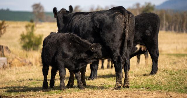 image of angus cow and calf