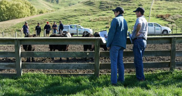 image of two people assessing cattle in yard