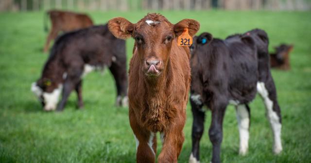 image of calve up close in paddock