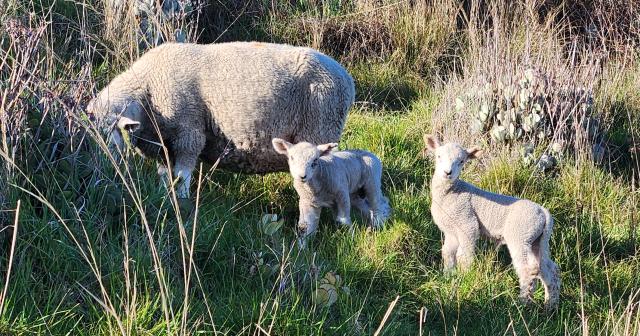 image of ewe and lambs in grassy area