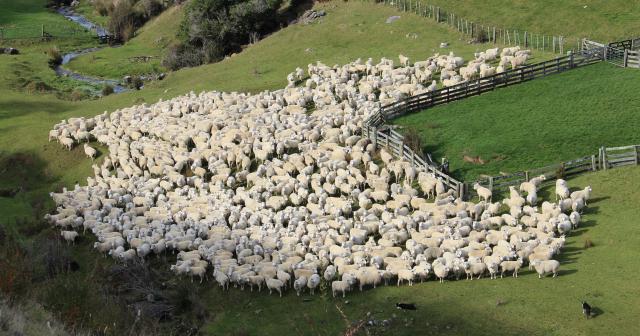 image of flock of sheep being moved by dog