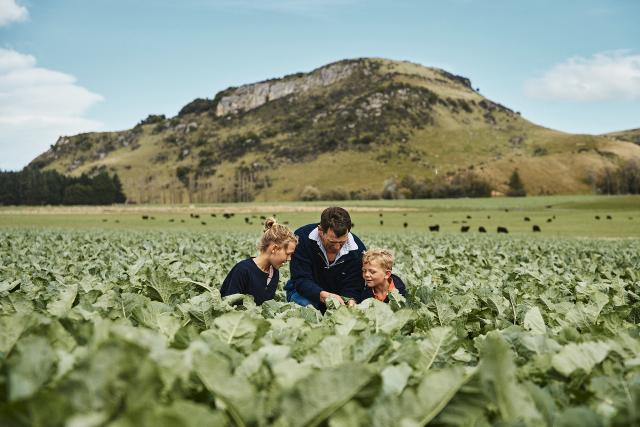 family in forage crops