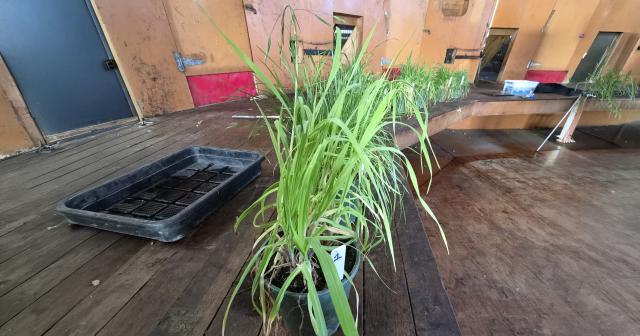 image of pasture plants