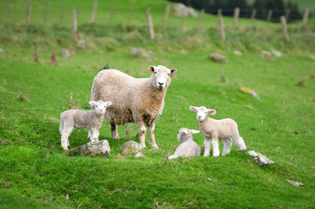 image of ewe and three lambs