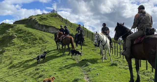 image of team on horses