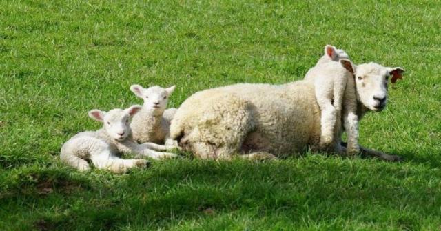 image of triplet lambs with mother