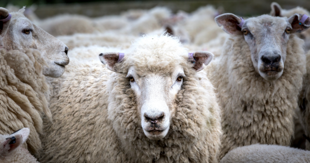 image of sheep close up