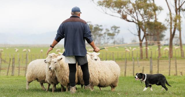 image of shepherd with sheep and a dog in action