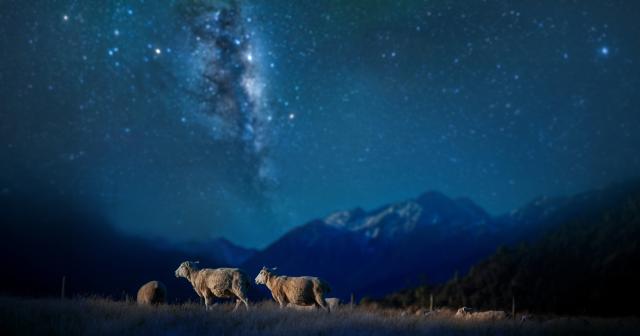 image of lambs under evening starry sky