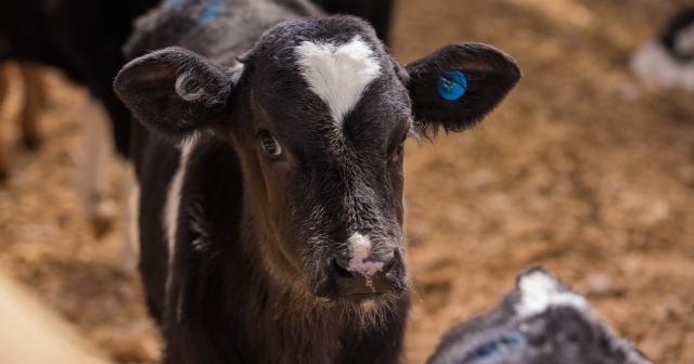image of dairy calf up close 