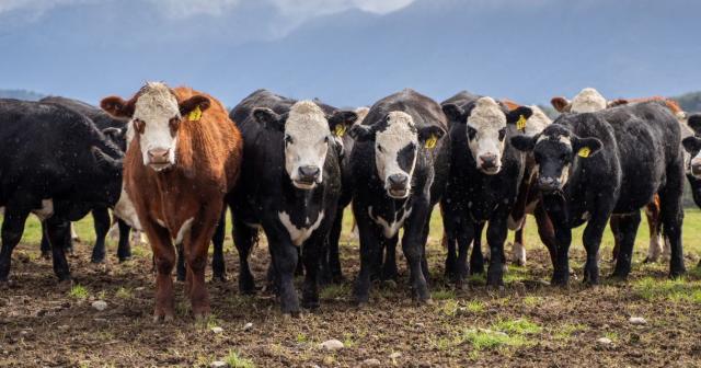 image of cattle lined up