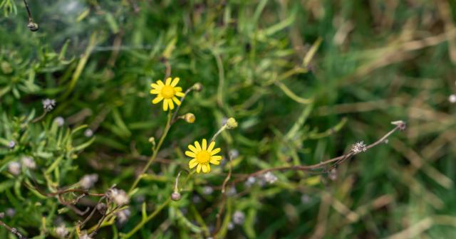 image of Madagascar ragwort 