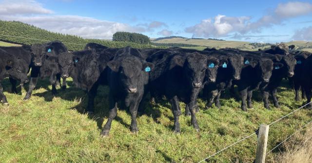 image of angus herd