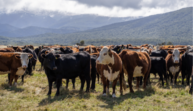 image of beef herd