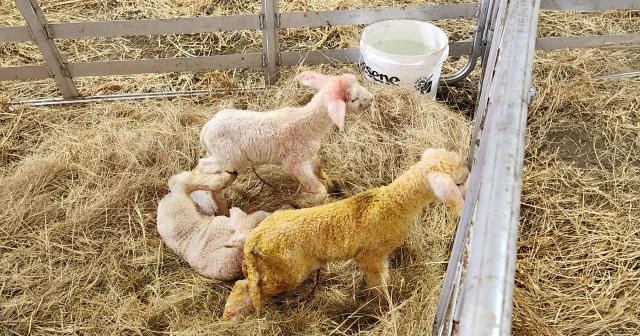 image of newborn lambs indoors