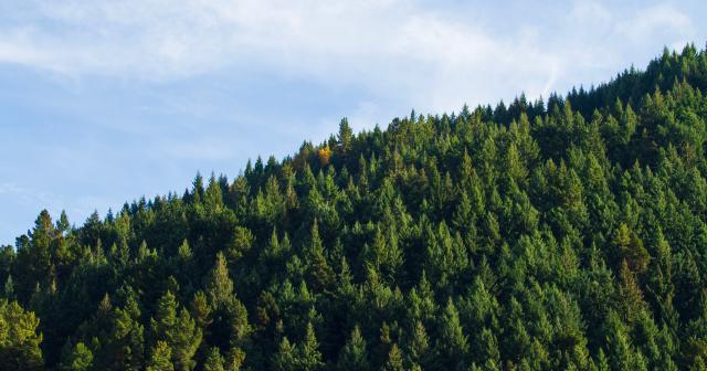 image of pine tree forest
