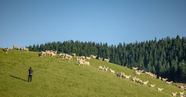 image of farmer overlooking sheep infront of pine trees
