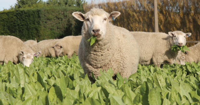 sheep eating forages