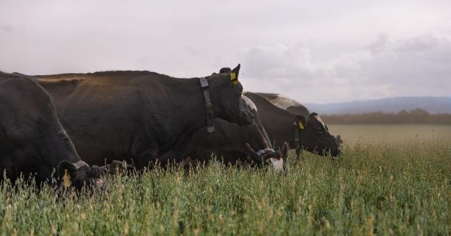 Image of black angus cows in long grass