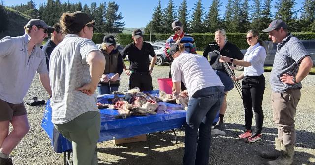 image of Lamb survival focus group looking at lamb autopsy