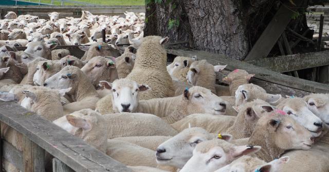 image of sheep in yard
