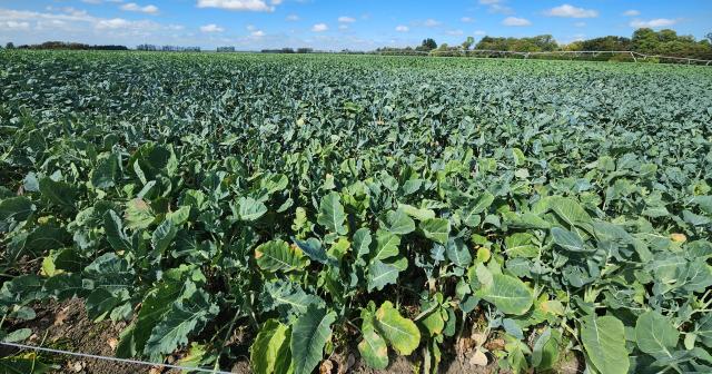 image of winter crops
