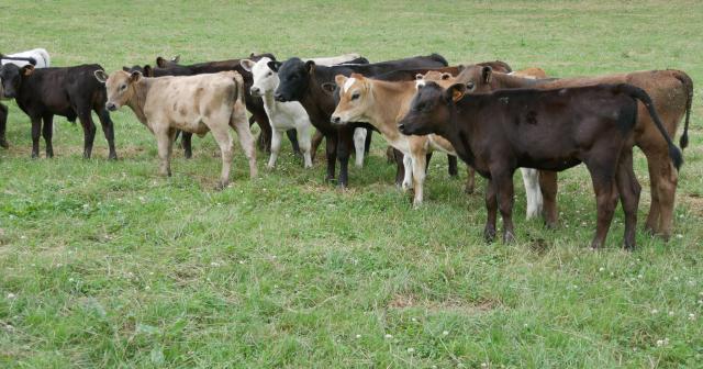 image of calves ready for drenching