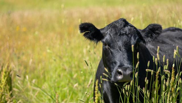 image of cow grazing close up