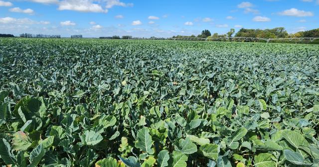 image of forage crops