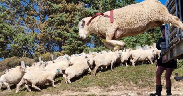 image of ran jumping off truck infront of herd of sheep