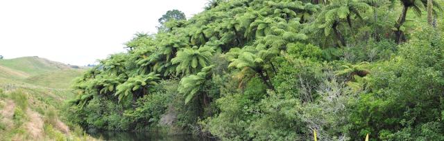 image of ferns next to stream