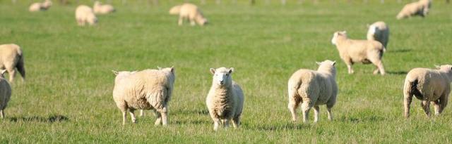 sheep in paddock
