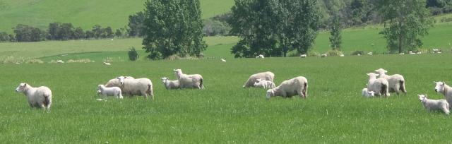 sheep grazing sheep grazing