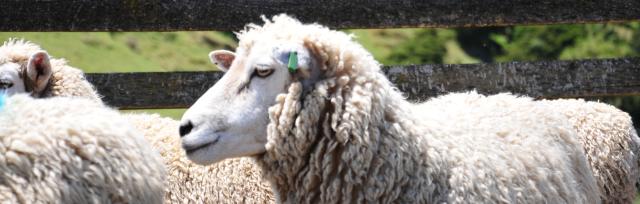 Healthy sheep Healthy sheep