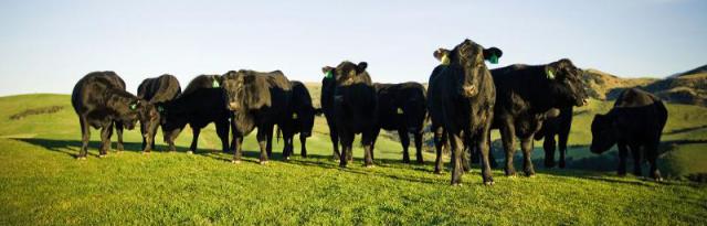 Image of angus cattle