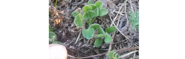 sub clover sub clover