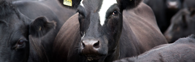 Image of cow Image of cow