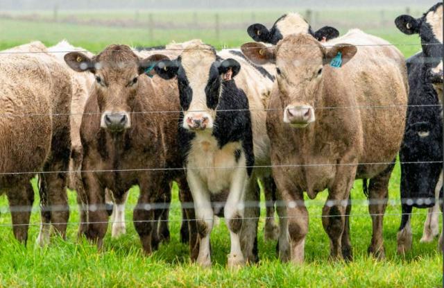 beef dairy