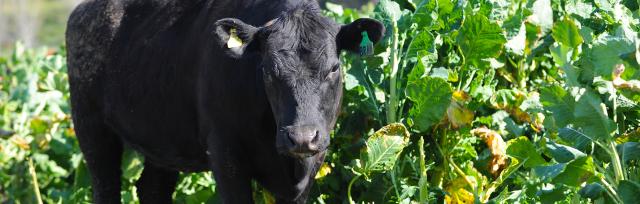 Wintering crops