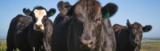 Beef cows Beef cows
