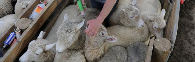 drenching ewes drenching ewes